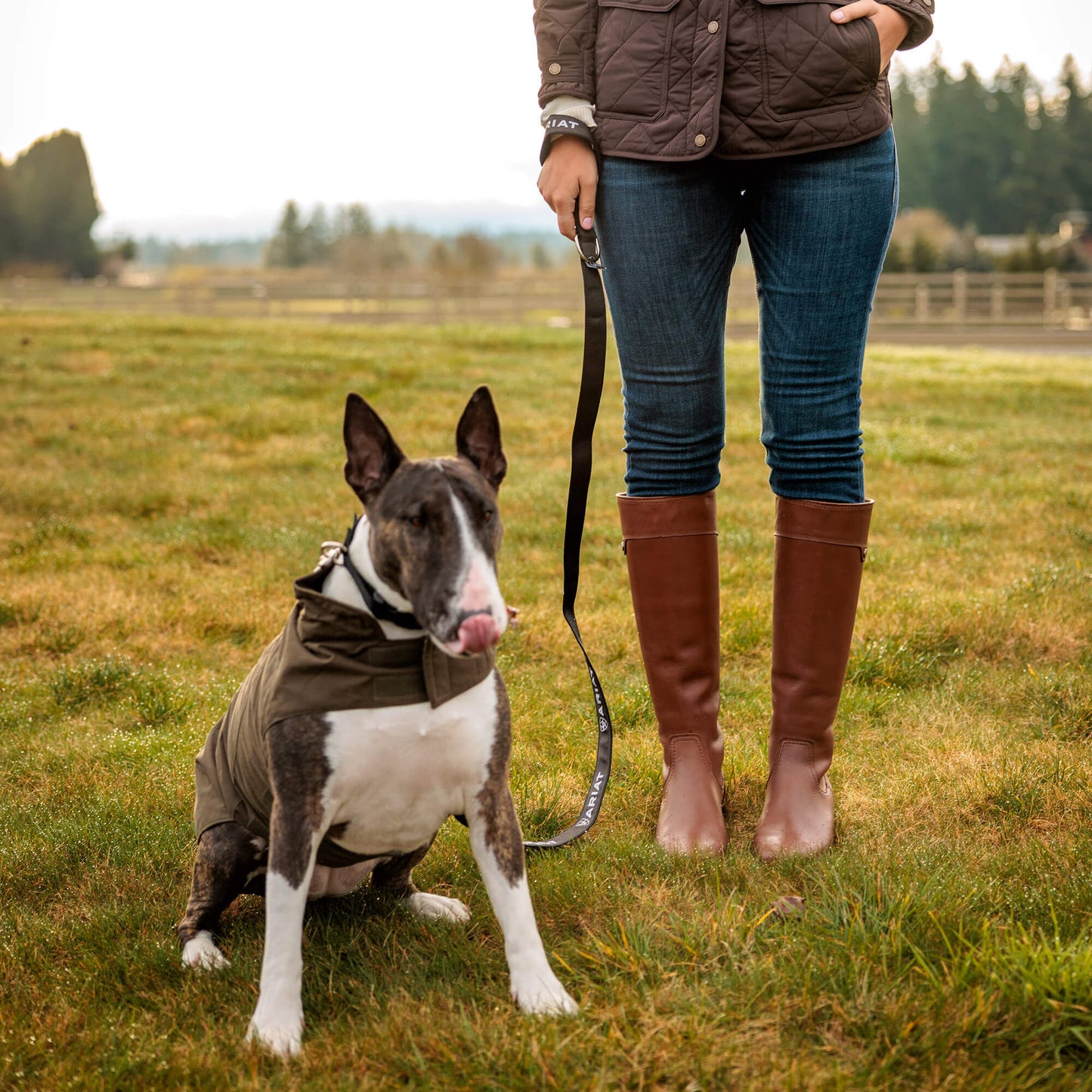 Ariat Argentium Dog Jacket