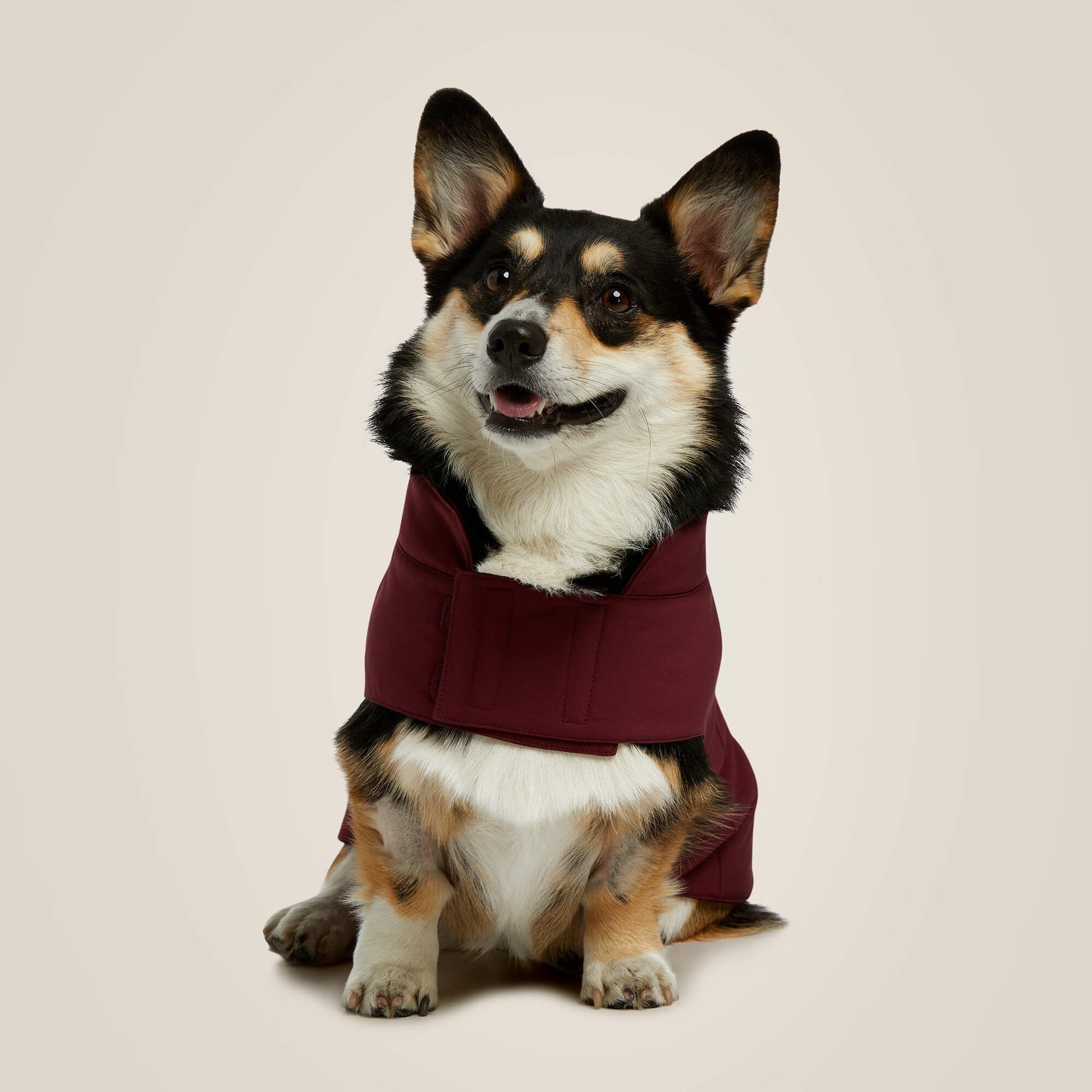 Ariat Team Softshell Dog Jacket